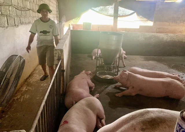 Giá lợn giảm sâu, người chăn nuôi dè dặt tái đàn - Ảnh 1.