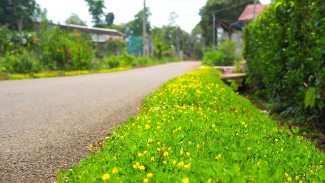Bà Rịa - Vũng Tàu: Một huyện trồng hoa hơn 600km đường giao thông - Ảnh 2.