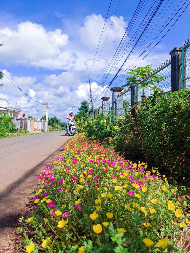 Bà Rịa - Vũng Tàu: Một huyện trồng hoa hơn 600km đường giao thông - Ảnh 3.