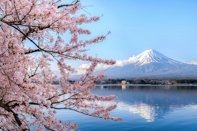 Chiêm ngưỡng hoa anh đào tuyệt đẹp vào mùa xuân tại Nhật Bản - Ảnh 1.