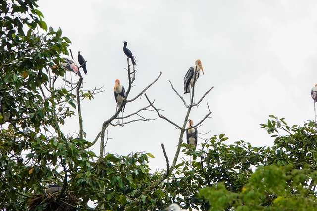 Những ngôi chùa Khmer độc đáo ở miền tây: Ngôi chùa duy nhất có sân chim - Ảnh 2.