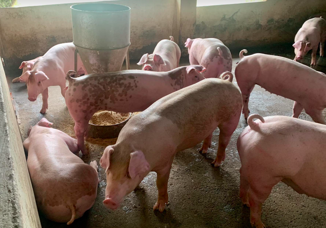 Giá lợn hơi trong nước giảm sâu, nhập khẩu thịt lợn vẫn 'tăng vùn vụt' - Ảnh 1.