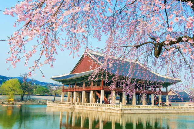 Sắc hồng rực rỡ trong mùa hoa sakura ở Hàn Quốc - Ảnh 10. Sắc hồng rực rỡ trong mùa hoa sakura ở Hàn Quốc - Ảnh 10.