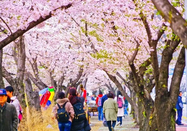 Sắc hồng rực rỡ trong mùa hoa sakura ở Hàn Quốc - Ảnh 1.