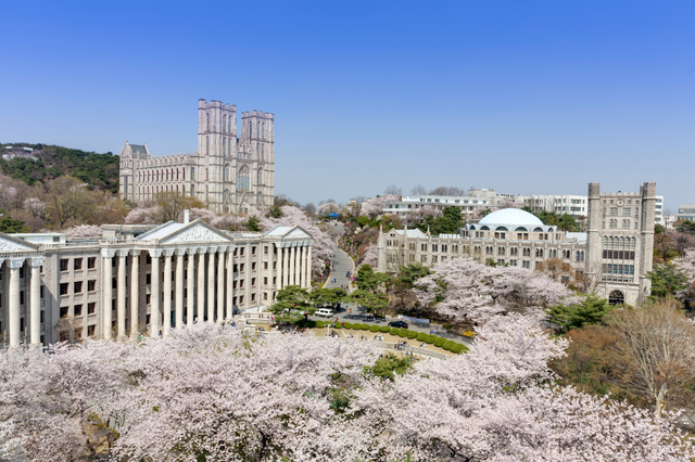 Sắc hồng rực rỡ trong mùa hoa sakura ở Hàn Quốc - Ảnh 2. Sắc hồng rực rỡ trong mùa hoa sakura ở Hàn Quốc - Ảnh 2.
