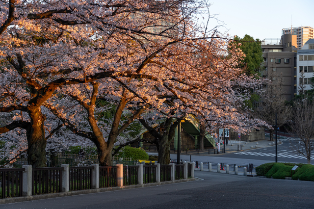 Sắc hồng rực rỡ trong mùa hoa sakura ở Hàn Quốc - Ảnh 4.