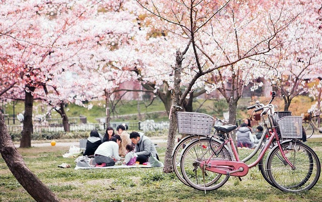 Sắc hồng rực rỡ trong mùa hoa sakura ở Hàn Quốc - Ảnh 6. Sắc hồng rực rỡ trong mùa hoa sakura ở Hàn Quốc - Ảnh 6.