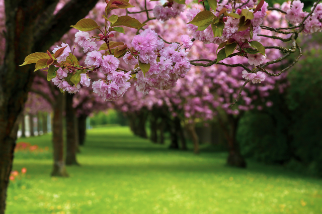 Sắc hồng rực rỡ trong mùa hoa sakura ở Hàn Quốc - Ảnh 7. Sắc hồng rực rỡ trong mùa hoa sakura ở Hàn Quốc - Ảnh 7.