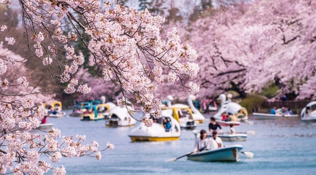 Sắc hồng rực rỡ trong mùa hoa sakura ở Hàn Quốc - Ảnh 3.