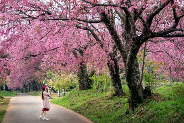 Sắc hồng rực rỡ trong mùa hoa sakura ở Hàn Quốc - Ảnh 9. Sắc hồng rực rỡ trong mùa hoa sakura ở Hàn Quốc - Ảnh 9.