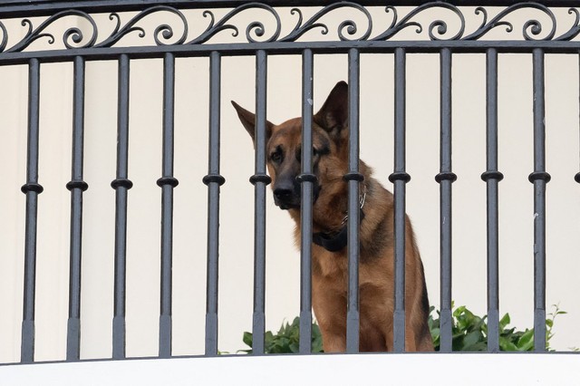 Cắn người, chó cưng của Tổng thống Biden được đưa khỏi Nhà Trắng - Ảnh 1.