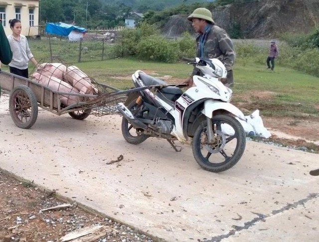 Quảng Bình: Dịch tả lợn và tai xanh bùng phát ở huyện miền núi - Ảnh 1.