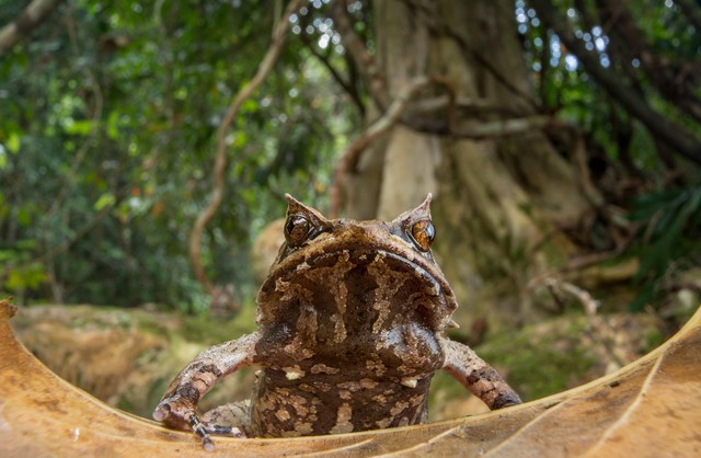 Giới khoa học cảnh báo nguy cơ tuyệt chủng nhiều loài ếch, nhái  - Ảnh 1.
