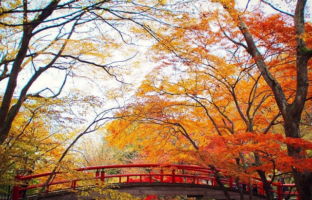 Ngắm mùa lá đỏ vô cùng lãng mạn ở 4 địa điểm đẹp nhất Nhật Bản - Ảnh 7.