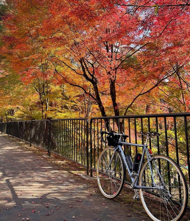 Ngắm mùa lá đỏ vô cùng lãng mạn ở 4 địa điểm đẹp nhất Nhật Bản - Ảnh 1.