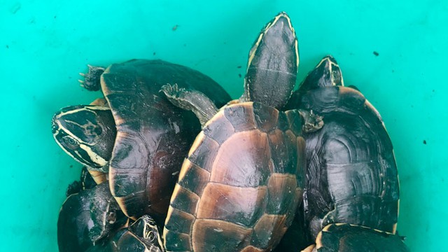 Kiên Giang: Mang lú vào khu bảo tồn rùa, đặt bắt 41 cá thể rùa quý hiếm - Ảnh 1.