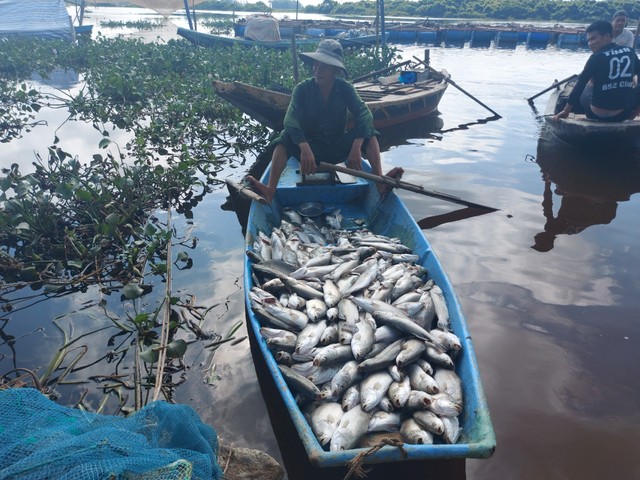 Hà Tĩnh: Hơn 50 tấn cá nuôi chết trắng lồng bè do bị sốc nước - Ảnh 1.