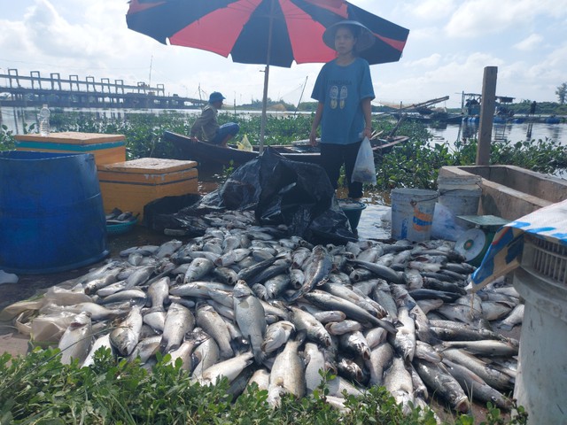 Hà Tĩnh: Hơn 50 tấn cá nuôi chết trắng lồng bè do bị sốc nước - Ảnh 2.