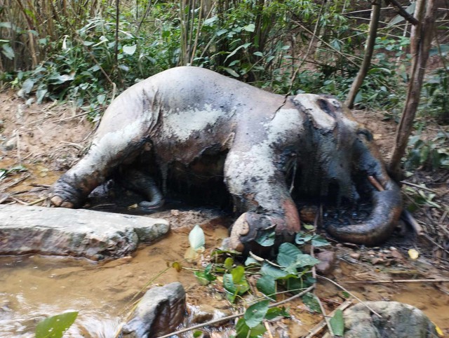 Nghệ An: Phát hiện con voi rừng chết trong rừng cao su - Ảnh 1.
