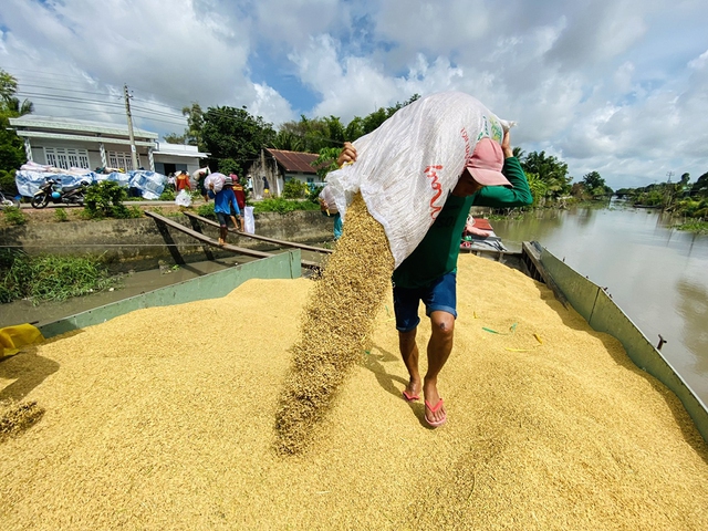 Giá gạo Việt Nam vượt Thái Lan gần 100 USD/tấn - Ảnh 1.