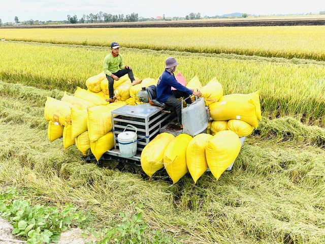 Giá gạo Việt Nam vượt Thái Lan gần 100 USD/tấn - Ảnh 2.
