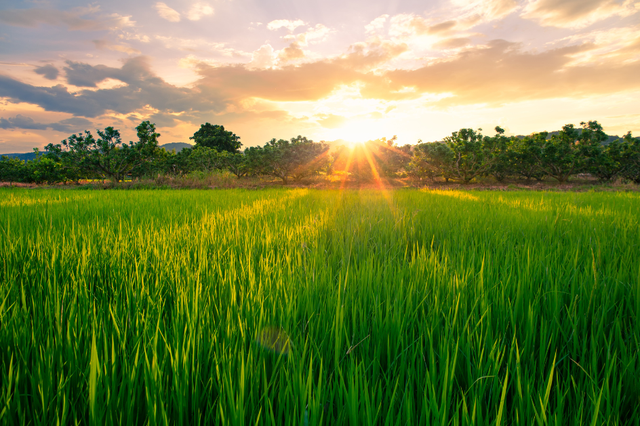 Tới đảo Jeju leo núi, ăn thịt heo đen và tận hưởng không khí trong lành - Ảnh 1.