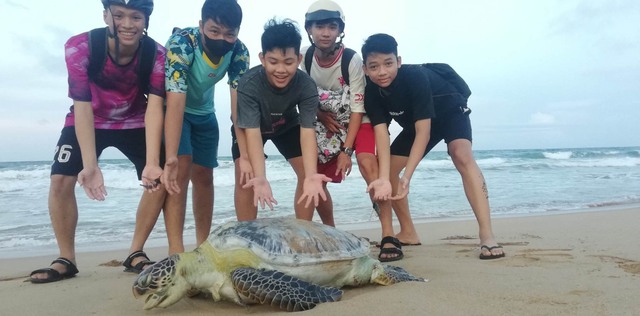 Phú Yên: Học sinh "giải cứu" vích "cụ" trở lại biển - Ảnh 1. Phú Yên: Học sinh "giải cứu" vích "cụ" trở lại biển - Ảnh 1.