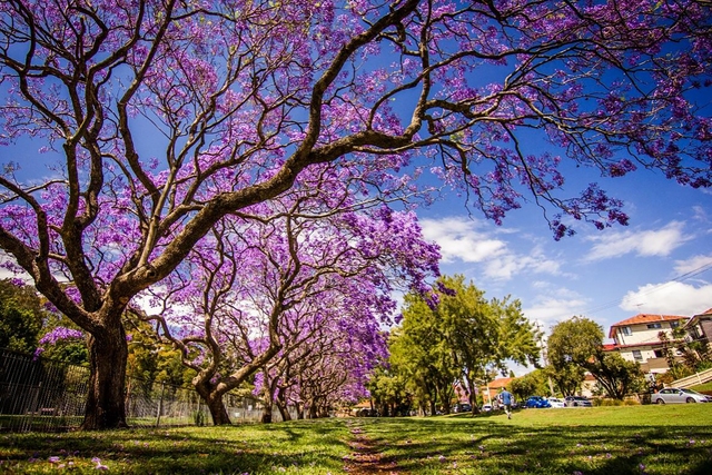 Phượng tím là loài hoa biểu tượng cho mùa xuân Australia. Ảnh: Unsplash