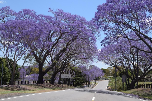 Phượng Jacaranda nở rộ vào từ cuối tháng 10 đến tháng 12 hằng năm tại Australia. Ảnh: Unsplash