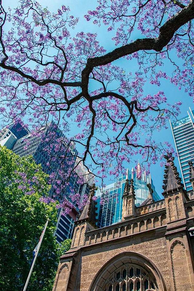 Nhiều du khách đổ về Australia vào mùa xuân hàng năm để được ngắm nhìn cánh phượng tím. Ảnh: Unsplash, Pixabay