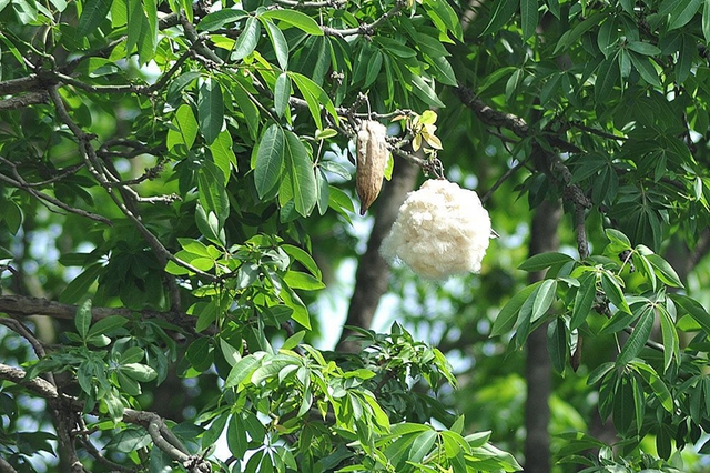 Hào khí miền Đông: Cây gòn hoài niệm khó quên về quê nhà - Ảnh 1.