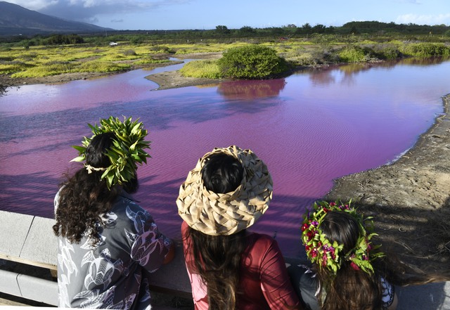 Bí ẩn hồ nước màu hồng ở Hawaii - Ảnh 3.