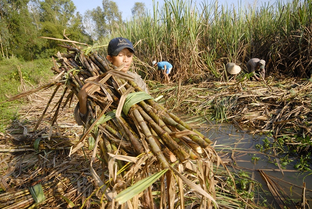 Nhà máy đóng cửa, nông dân trồng mía lao đao - Ảnh 1.