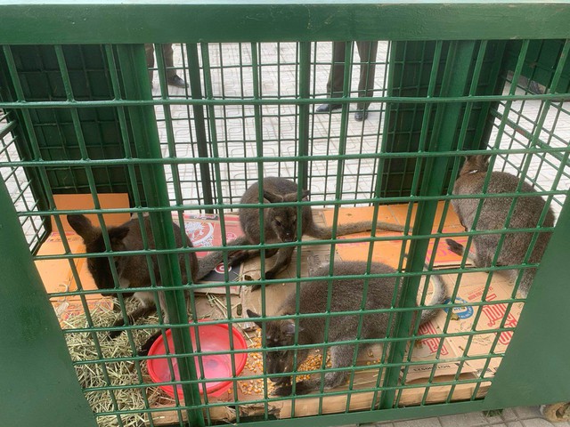 Trung tâm cứu hộ tiếp nhận 4 con chuột túi ở Cao Bằng - Ảnh 2.