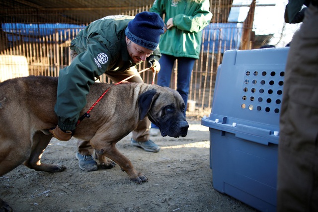 Hàn Quốc dự định cấm thịt chó trong năm nay - Ảnh 1.