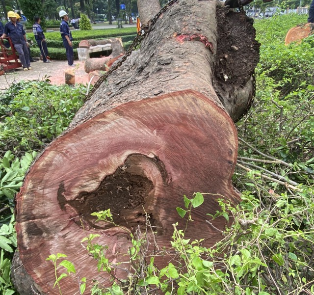 Vì sao cây xanh hơn 100 năm tuổi ở công viên Gia Định bị đốn hạ? - Ảnh 1.
