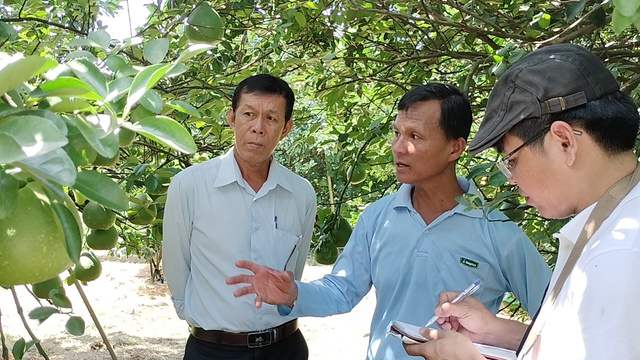 Bưởi Tân Triều thương hiệu nức tiếng ở vùng đất cổ - Ảnh 3. Bưởi Tân Triều thương hiệu nức tiếng ở vùng đất cổ - Ảnh 3.