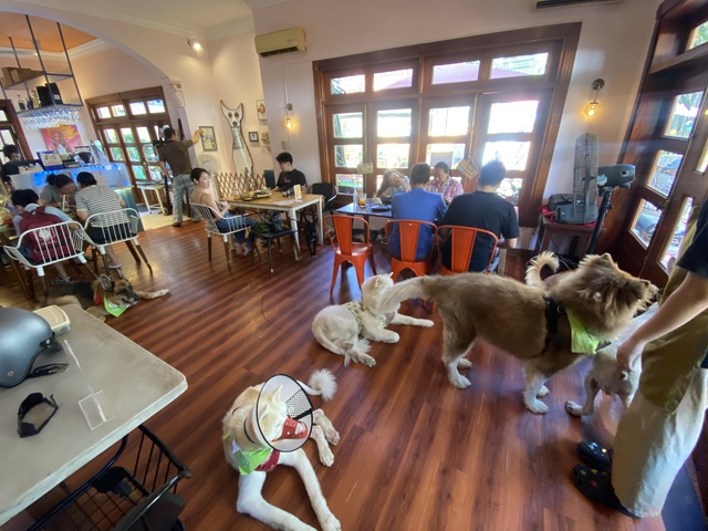 Đến nhà hàng, quán cà phê này khách có thể mang thú cưng về nuôi - Ảnh 4.