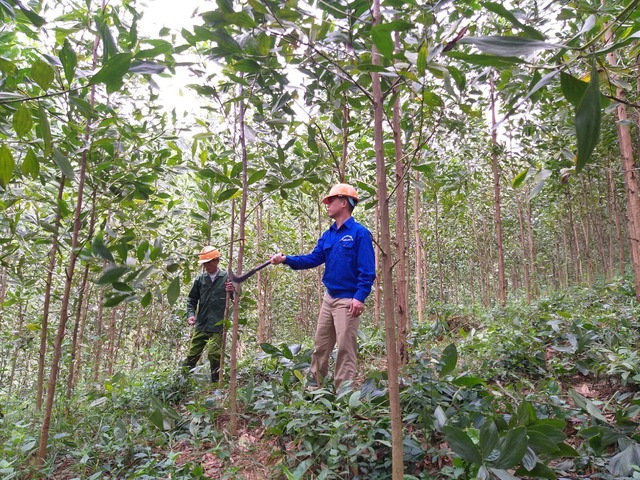 Mỗi năm trồng hàng trăm nghìn ha rừng, hết 'đói' nguyên liệu gỗ- Ảnh 2.