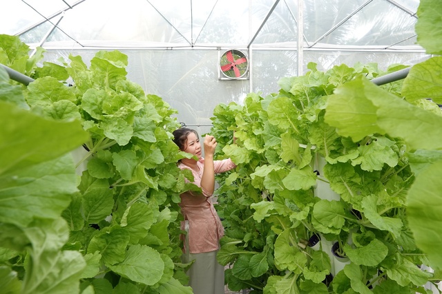 Dựng nhà kính trồng rau thủy canh để cung cấp sản phẩm nông nghiệp sạch  - Ảnh 3.