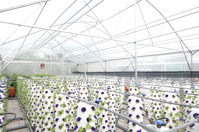 Dựng nhà kính trồng rau thủy canh để cung cấp sản phẩm nông nghiệp sạch  - Ảnh 2.