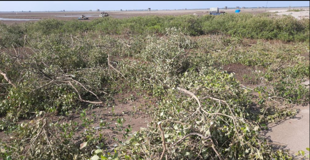 Phạt hơn 300 triệu đồng với cá nhân chặt phá cây ở Vườn quốc gia xuân thủy - Ảnh 2.
