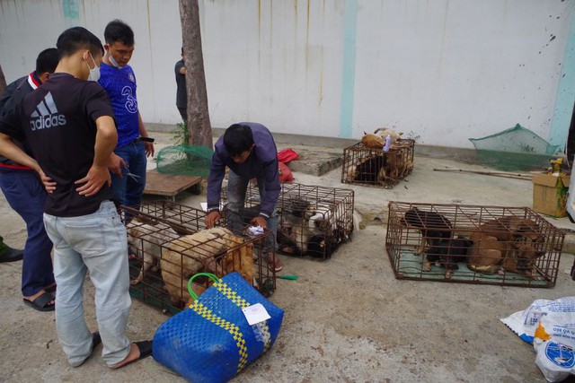 Ninh Thuận: Triệt phá băng nhóm chuyên bắt trộm chó, mèo quy mô lớn - Ảnh 1.