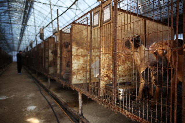 Nông dân Hàn Quốc lo ngại đề xuất cấm thịt chó - Ảnh 1.