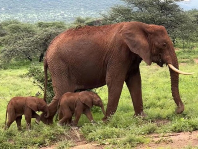 Hy hữu ca song sinh ở voi Kenya  - Ảnh 1.
