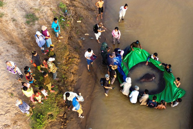 Thêm một con cá khổng lồ vừa được trả về lại dòng sông Mekong - Ảnh 3.