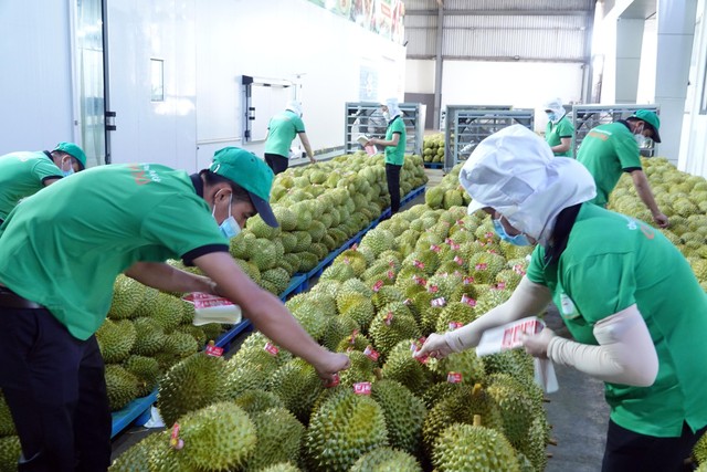 Sầu riêng, cà phê lại tăng giá  - Ảnh 1.