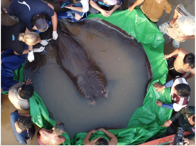 Guinness công nhận con cá đuối khổng lồ nặng 300kg sông Mekong lớn nhất thế giới - Ảnh 1.