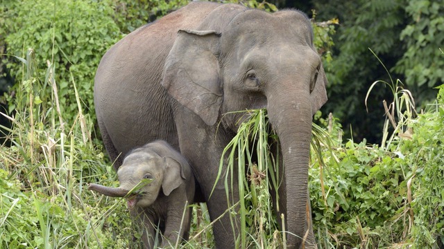 Tông phải voi con, xe hơi bị đàn voi tấn công ở Malaysia - Ảnh 1.