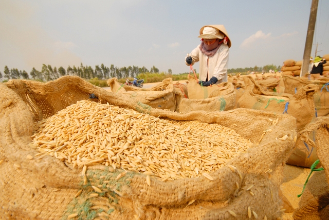 Giá gạo Thái Lan bất ngờ tăng dựng đứng, áp sát gạo Việt Nam - Ảnh 1.